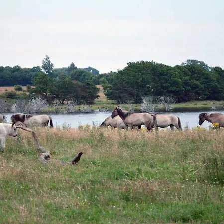 Ferienhaus Reetdachhaus De Ole Kaat Niesgrau
